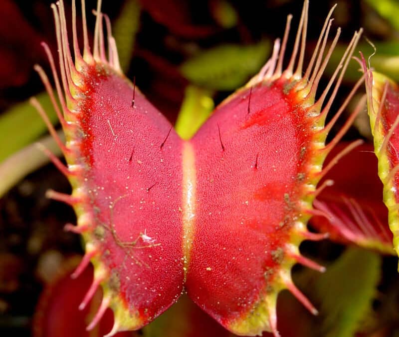 The Venus Fly Trap of the Small Business Owner